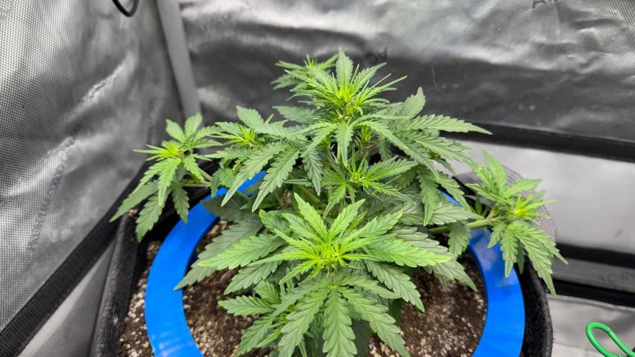 Mephisto 3 ways. Week 4