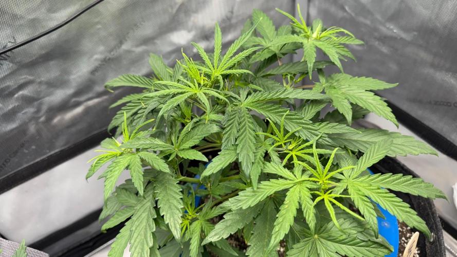 Mephisto 3 ways. Week 4