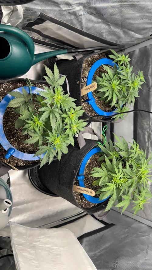Mephisto 3 ways. Week 4