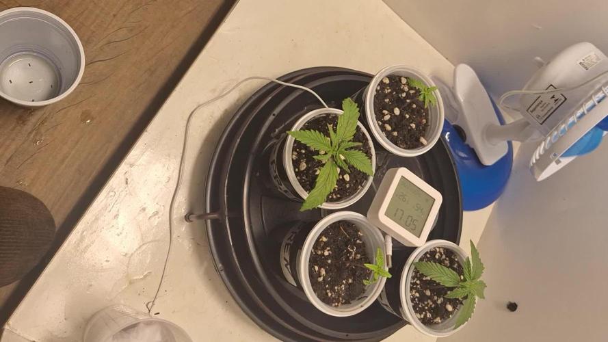 Tropical Tangie 2025