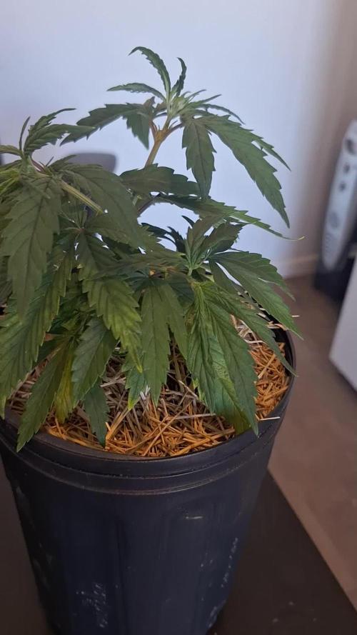 Tropical Tangie 2025