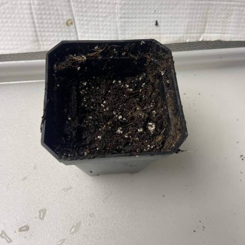 White widow 2. Week 0 - 9-29