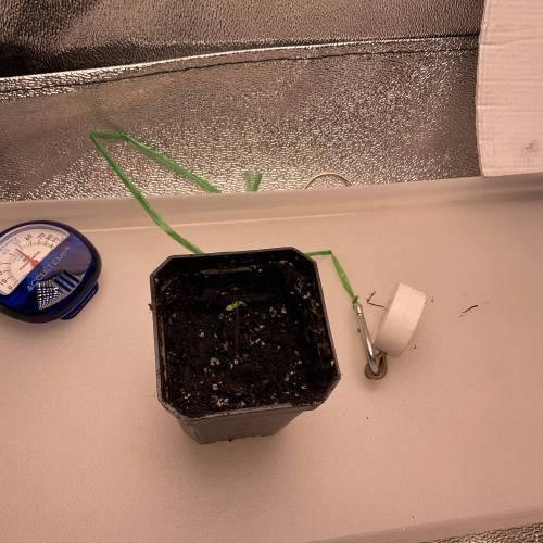 White widow 2. Week 0 - 10-1