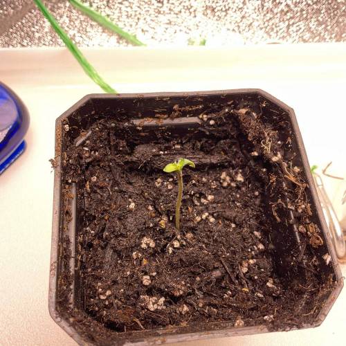 White widow 2. Week 0 - 10-1