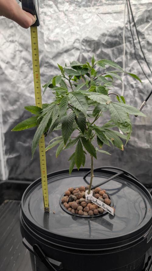 Simba Fast Durban Poison. Week 1 - DP 2 - 34cm