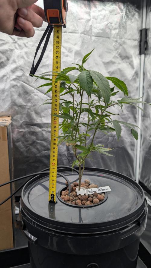 Simba Fast Durban Poison. Week 1 - DP 1 - 36cm