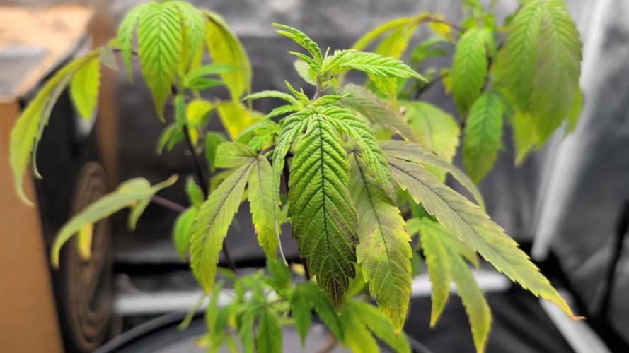 Simba Fast Durban Poison. Week 2 - DP1 - Under feeding shock recovery