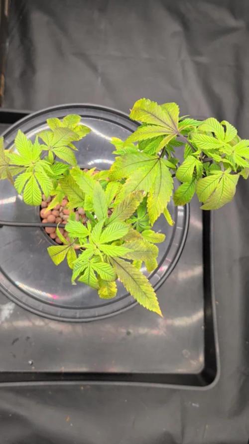 Simba Fast Durban Poison. Week 2 - DP1 - Canopy