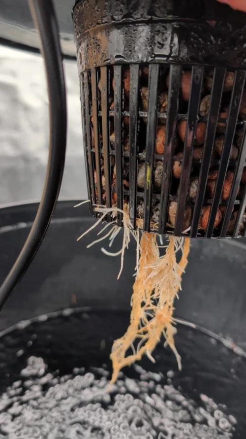 Simba Fast Durban Poison. Week 2 - DP1 - Roots