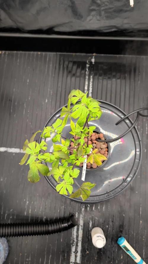 Simba Fast Durban Poison. Week 2 - DP2 - Canopy