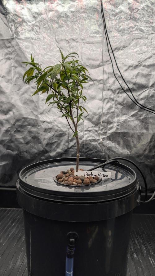 Simba Fast Durban Poison. Week 3