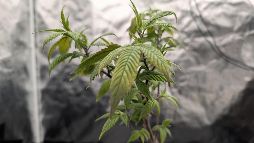 Simba Fast Durban Poison. Week 3