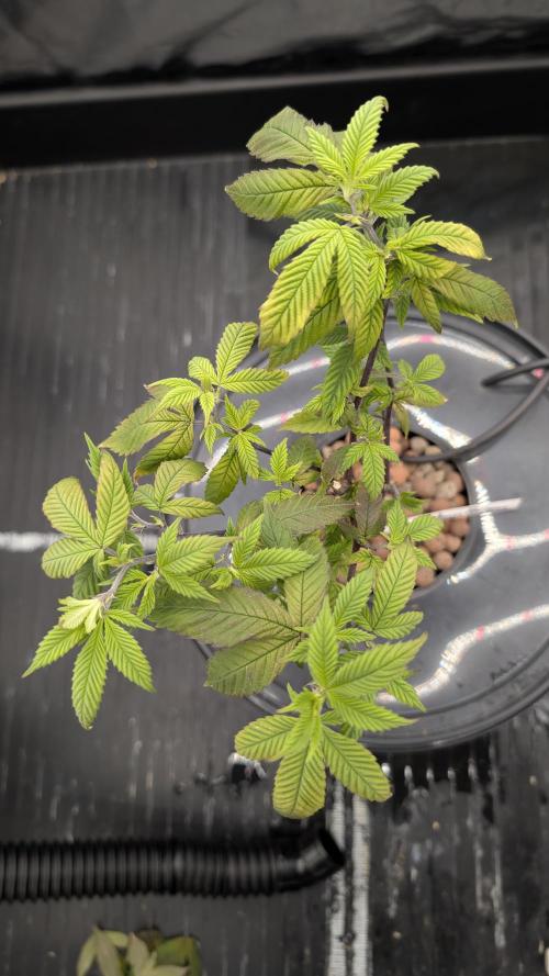 Simba Fast Durban Poison. Week 3