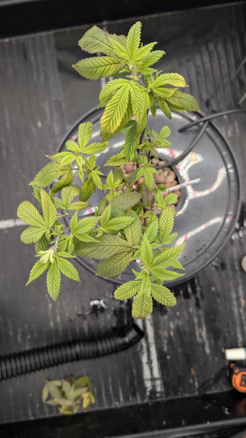 Simba Fast Durban Poison. Week 3