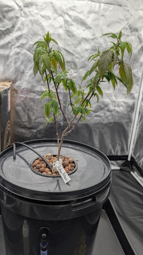 Simba Fast Durban Poison. Week 3