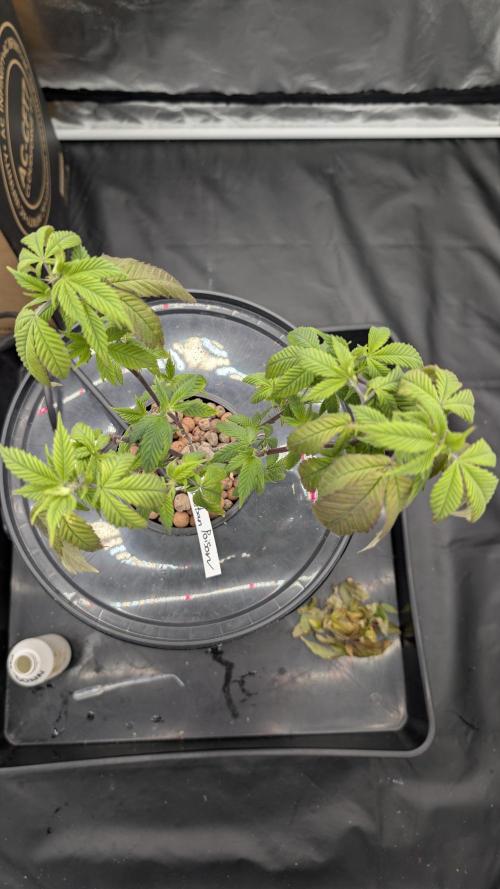 Simba Fast Durban Poison. Week 3