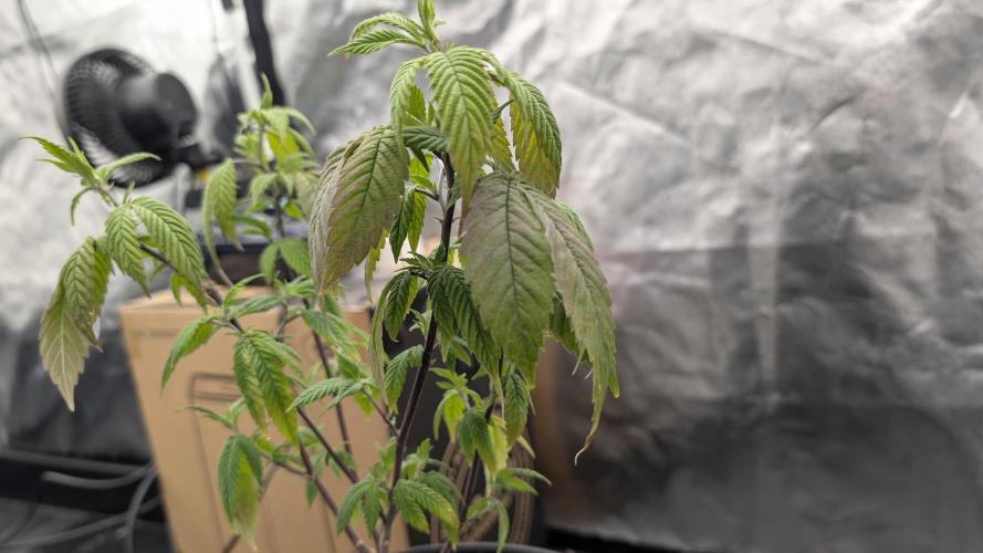 Simba Fast Durban Poison. Week 3