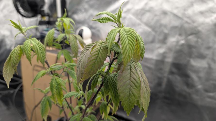 Simba Fast Durban Poison. Week 3