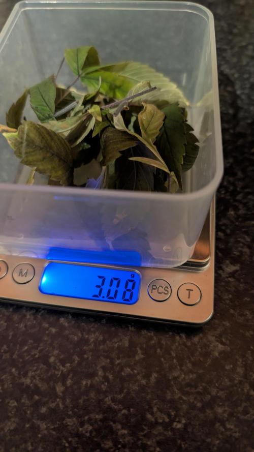 Simba Fast Durban Poison. Week 3