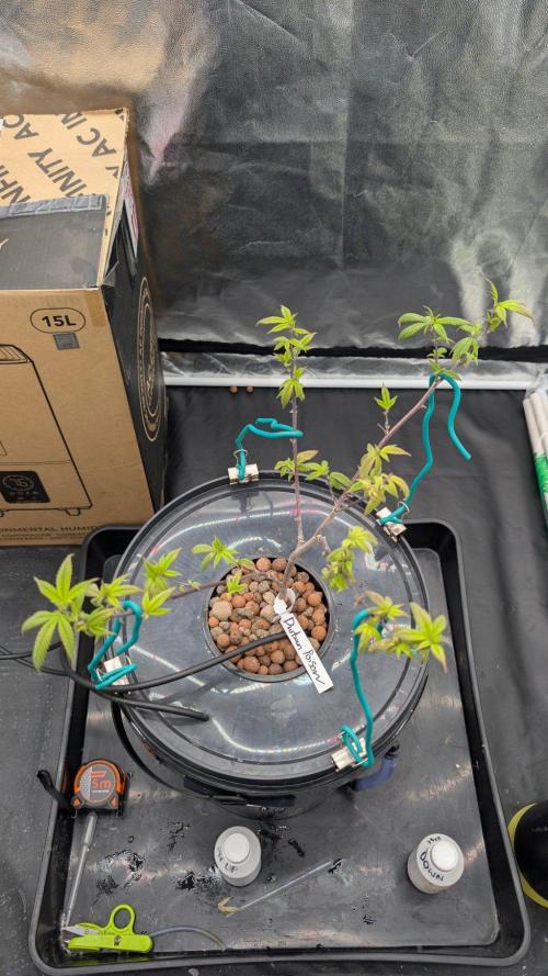 Simba Fast Durban Poison. Week 5 - DP1