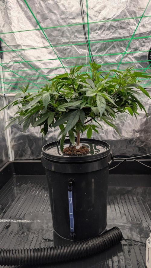 Simba Fast Durban Poison. Week 5 - DP2