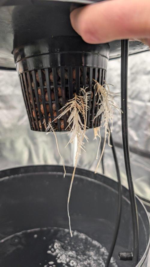 Simba Fast Durban Poison. Week 5 - DP1