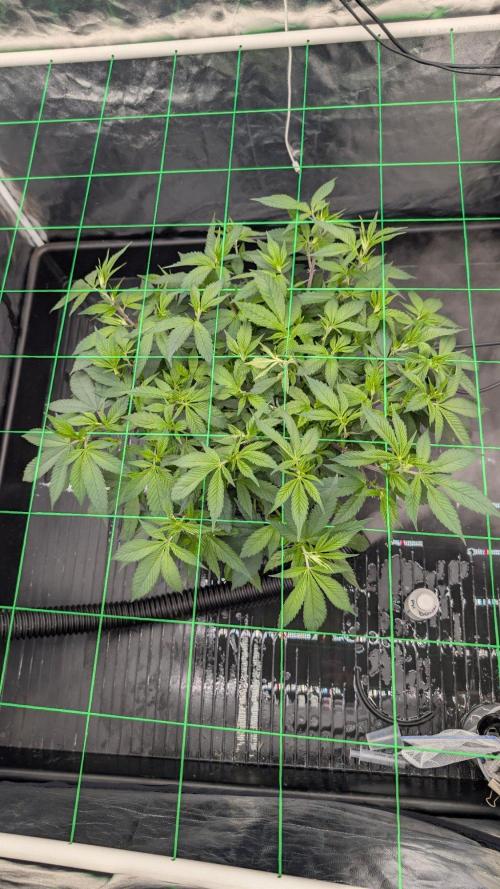 Simba Fast Durban Poison. Week 5 - DP2
