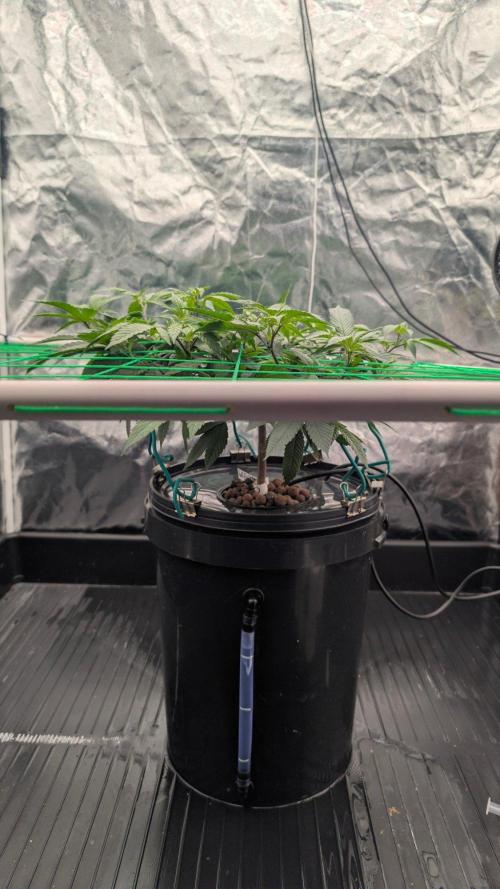 Simba Fast Durban Poison. Week 4 - DP2