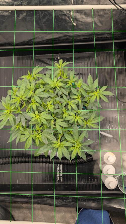 Simba Fast Durban Poison. Week 4 - DP2
