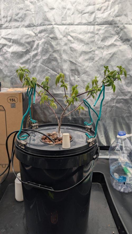 Simba Fast Durban Poison. Week 4 - DP1
