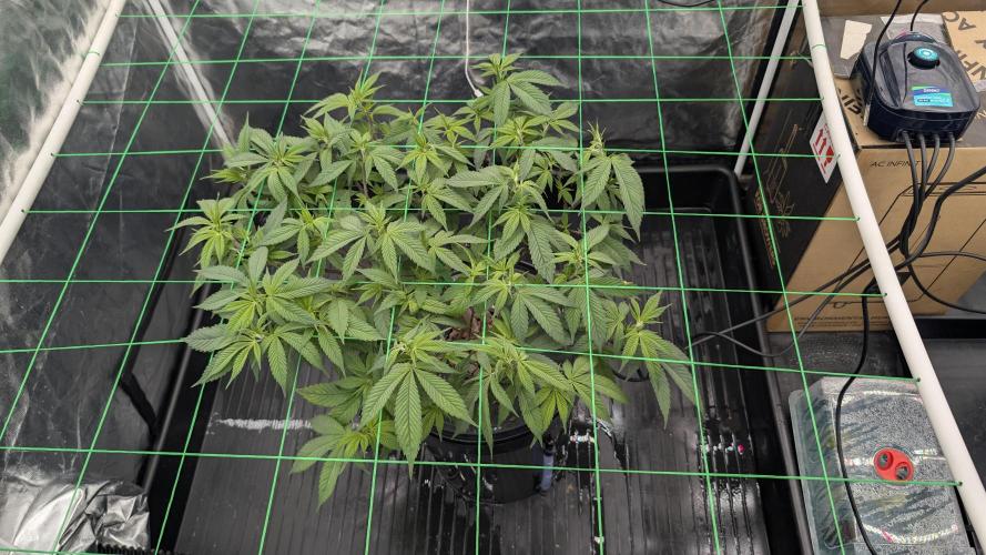 Simba Fast Durban Poison. Week 6 - DP2