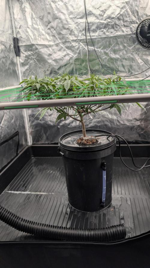 Simba Fast Durban Poison. Week 6 - DP2