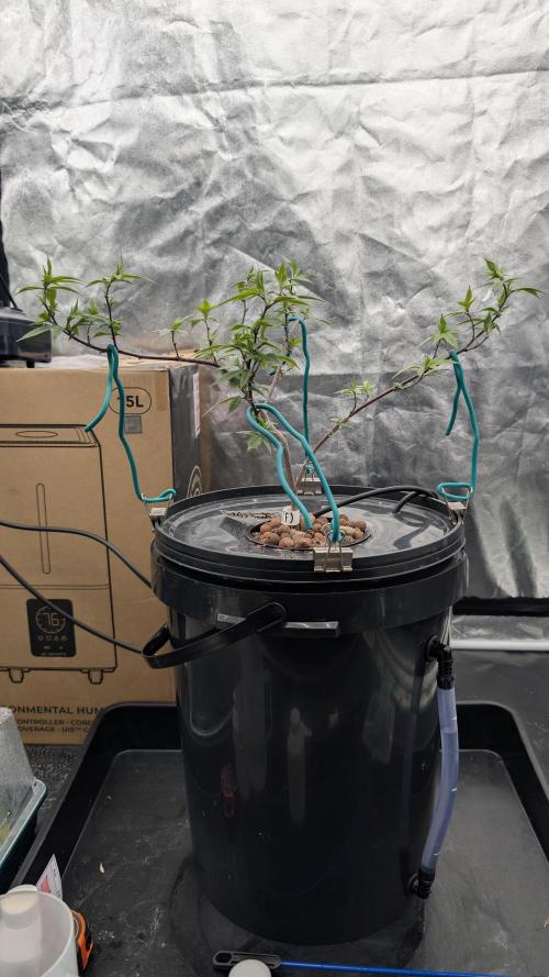Simba Fast Durban Poison. Week 6 - DP1