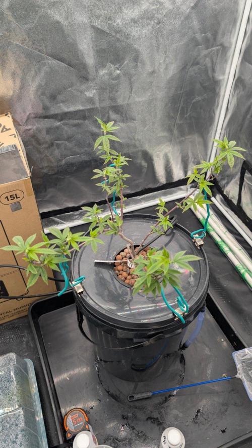 Simba Fast Durban Poison. Week 6 - DP1