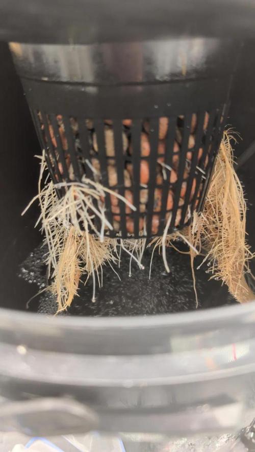 Simba Fast Durban Poison. Week 7 - DP1