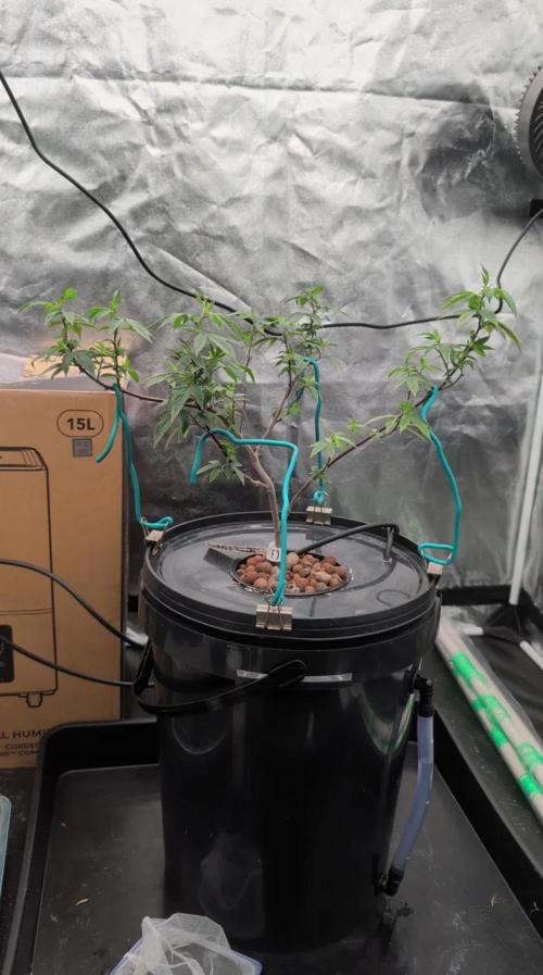 Simba Fast Durban Poison. Week 7 - DP1