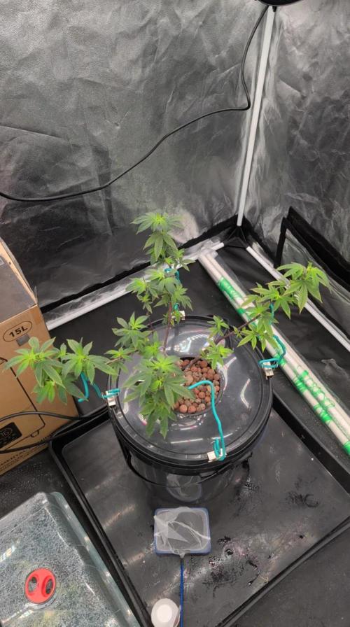 Simba Fast Durban Poison. Week 7 - DP1