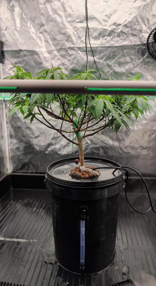 Simba Fast Durban Poison. Week 7 - DP2