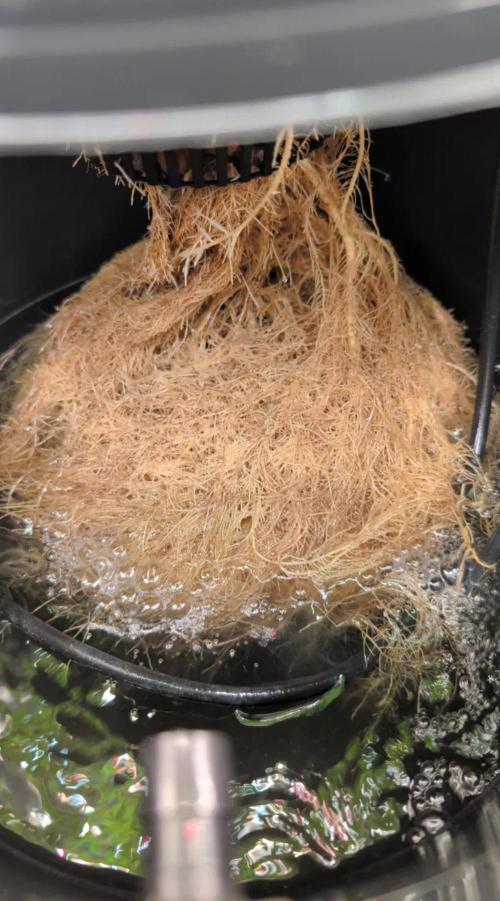 Simba Fast Durban Poison. Week 7 - DP2