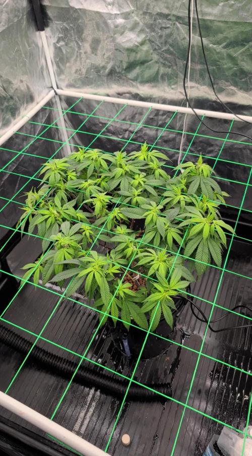 Simba Fast Durban Poison. Week 7 - DP2