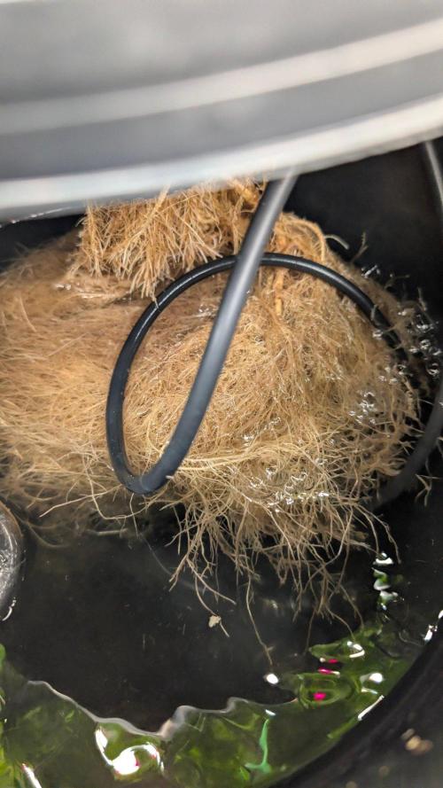 Simba Fast Durban Poison. Week 9 - DP2