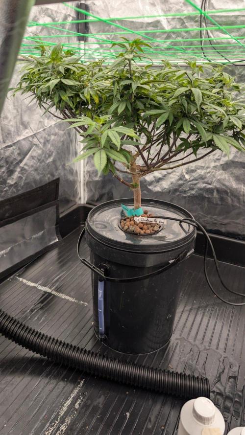 Simba Fast Durban Poison. Week 9 - DP2