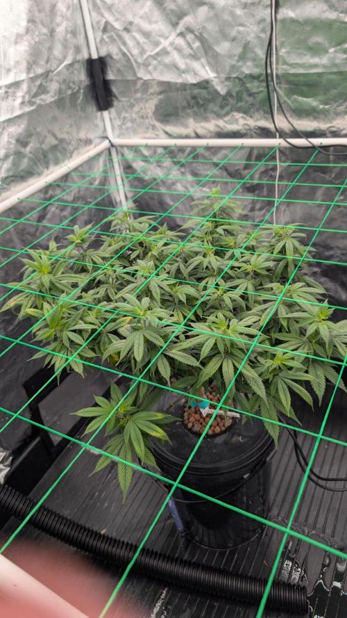 Simba Fast Durban Poison. Week 9 - DP2