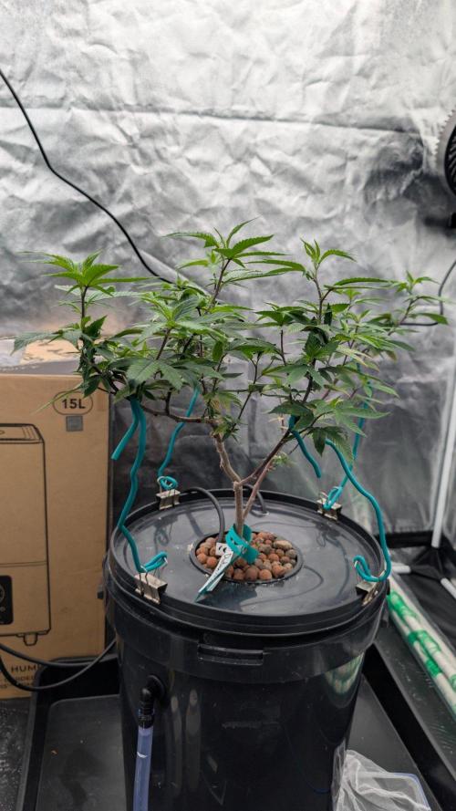 Simba Fast Durban Poison. Week 9 - DP1