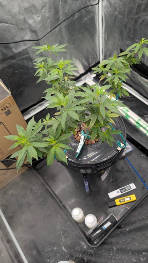 Simba Fast Durban Poison. Week 9 - DP1