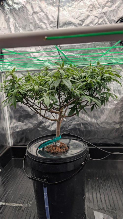 Simba Fast Durban Poison. Week 8 - DP2