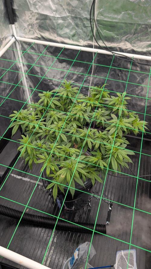 Simba Fast Durban Poison. Week 8
