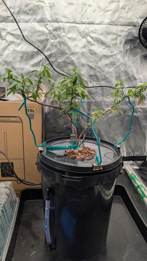 Simba Fast Durban Poison. Week 8 - DP1