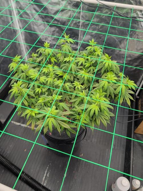 Simba Fast Durban Poison. Week 10 - DP2