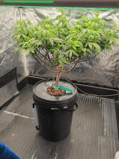 Simba Fast Durban Poison. Week 10 - DP2